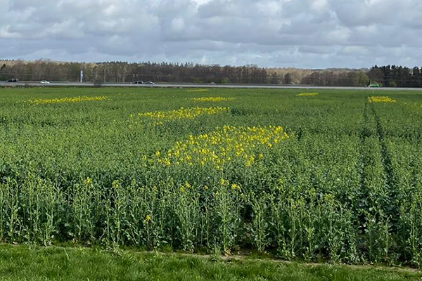 Felter Exavance blomstrer i en rapsmark